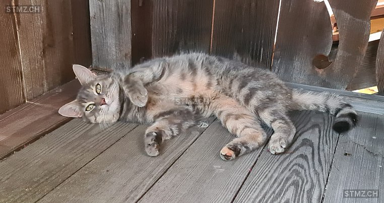 Grischa — Hauskatze ♀, Vermisst seit 12.05.2022, Heiligenschwendi (BE)