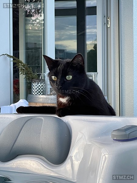 Pat — Hauskatze ♂, Vermisst seit 18.05.2022, Niederhasli (ZH)