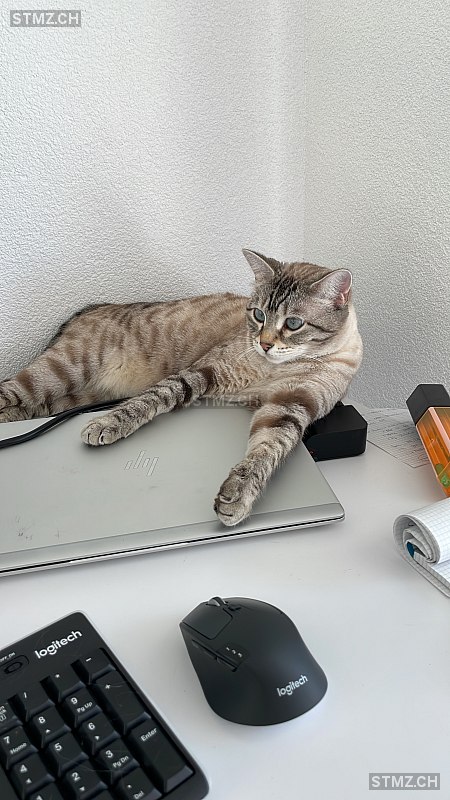 Nala — Bengalen ♀, Vermisst seit 20.05.2022, Breitenbach (SO)