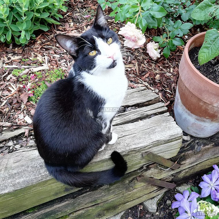 Harry — Hauskatze ♂, Vermisst seit 26.05.2022, Schöftland (AG)