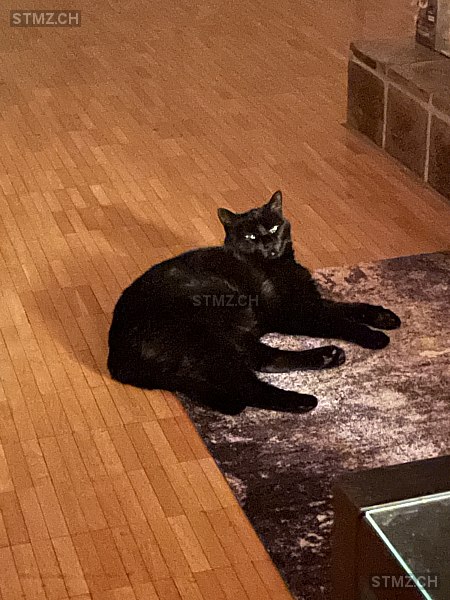 Ronja — Hauskatze , Vermisst seit 11.06.2022, Windisch (AG)