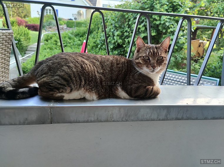 Tayko — Hauskatze ♂, Vermisst seit 18.06.2022, Frenkendorf (BL)