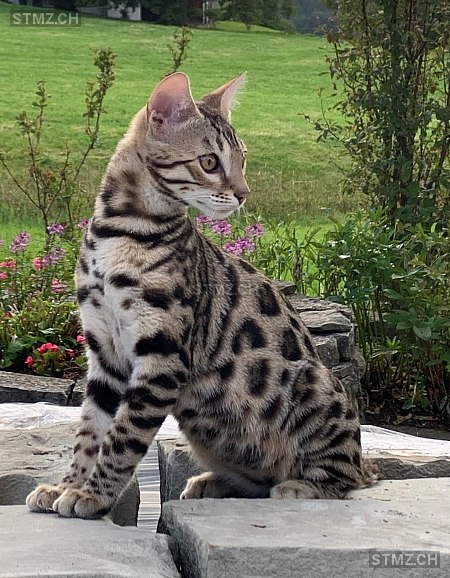 Simba — Bengalen ♂, Vermisst seit 03.07.2022, Heiden (AR)