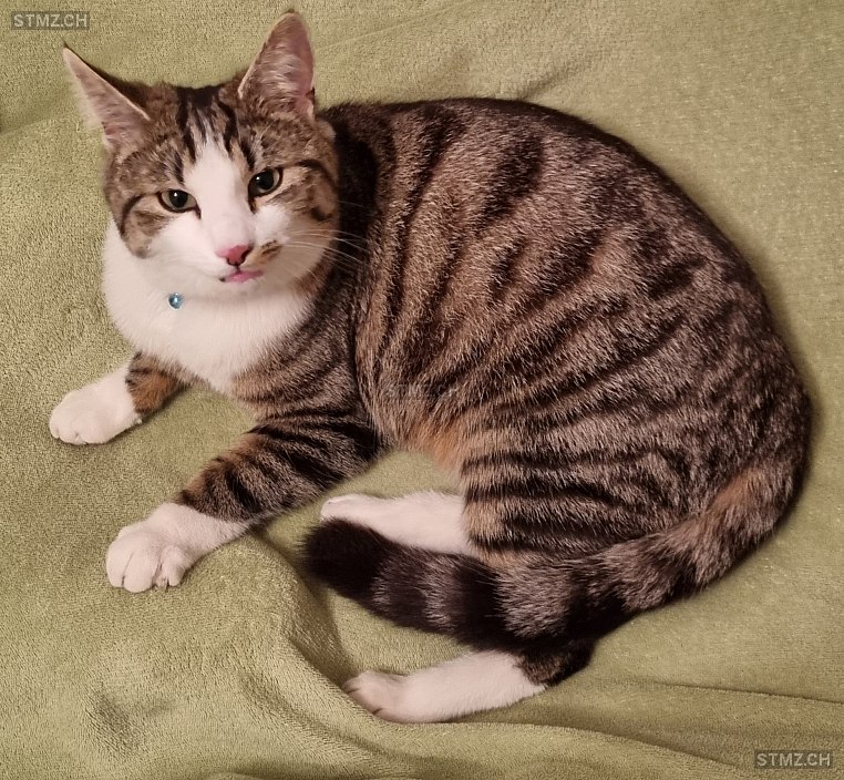 Charlie — Hauskatze ♂, Vermisst seit 01.07.2022,  ()