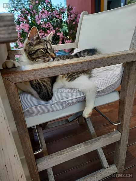 Charly — Hauskatze ♀, Vermisst seit 03.07.2022, Ermatingen (TG)