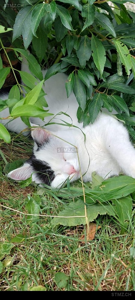 Milky — Hauskatze ♀, Vermisst seit 17.07.2022, Granges-Paccot (FR)