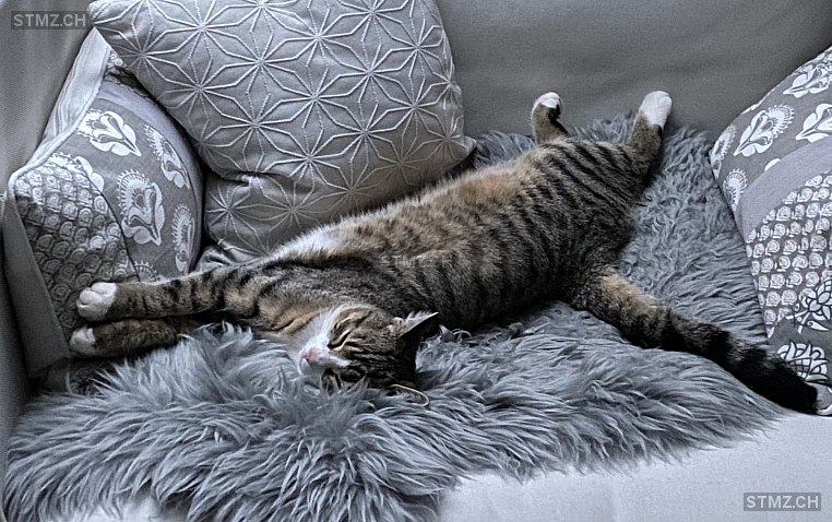 Loulou — Hauskatze ♀, Vermisst seit 21.04.2022, Schwanden GL (GL)