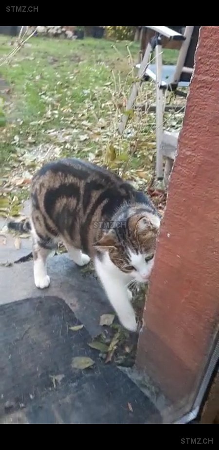 Milo — Hauskatze ♂, Vermisst seit 14.06.2022, Pfäffikon SZ (SZ)