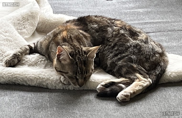 Mila — Hauskatze ♀, Vermisst seit 17.08.2022, Kerzers (FR)