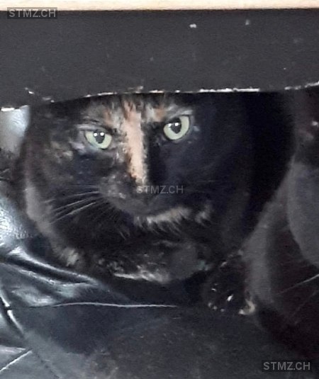 Dana — Hauskatze ♀, Vermisst seit 01.08.2022, Obermumpf (AG)