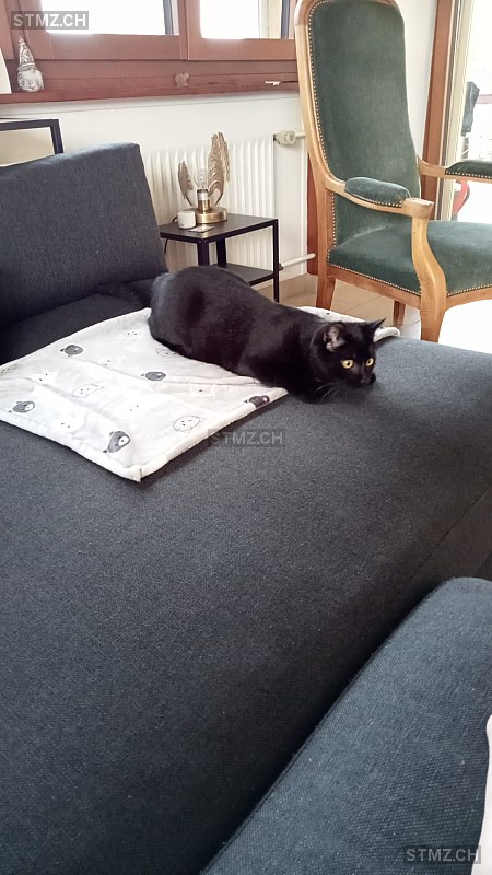 Gary — Hauskatze ♂, Vermisst seit 17.10.2022, Epalinges (VD)