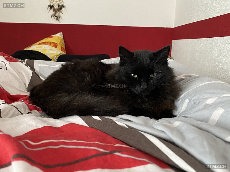 Flou (Wuschu) — Hauskatze ♂, Vermisst seit 19.11.2022, Wünnewil (FR)