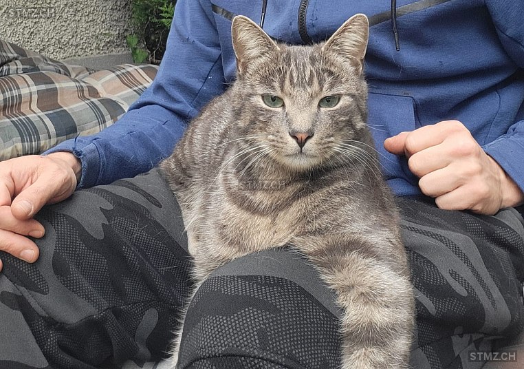 Floki — Hauskatze ♂, Vermisst seit 03.12.2022, Haslen GL (GL)