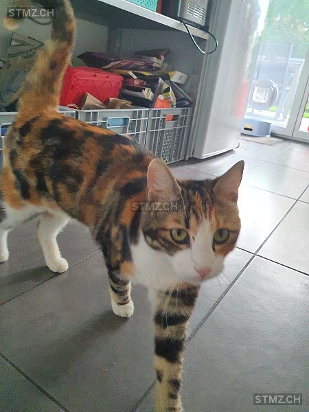 Teddy — Hauskatze ♀, Vermisst seit 22.11.2022, Buchrain (LU)