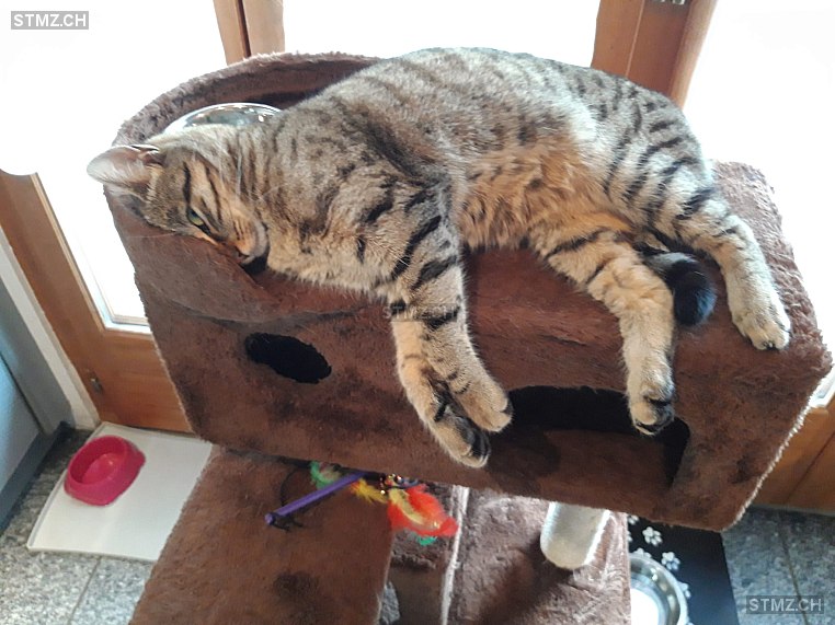 Mila — Hauskatze ♀, Vermisst seit 25.01.2023, Heiligenschwendi (BE)