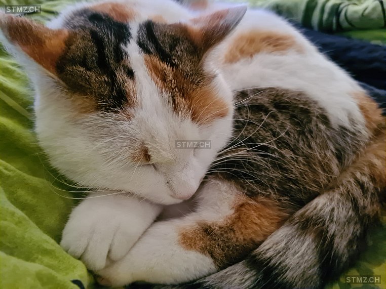 Mimi — Hauskatze ♀, Vermisst seit 02.02.2023, Birsfelden (BL)