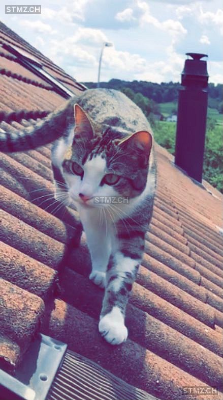 Gjinji — Hauskatze ♂, Perdu depuis 14.02.2023, Huttwil (BE)
