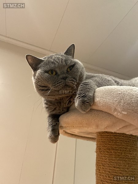 Chantik — British Kurzhaar ♀, Vermisst seit 24.03.2023, Rüschlikon (ZH)