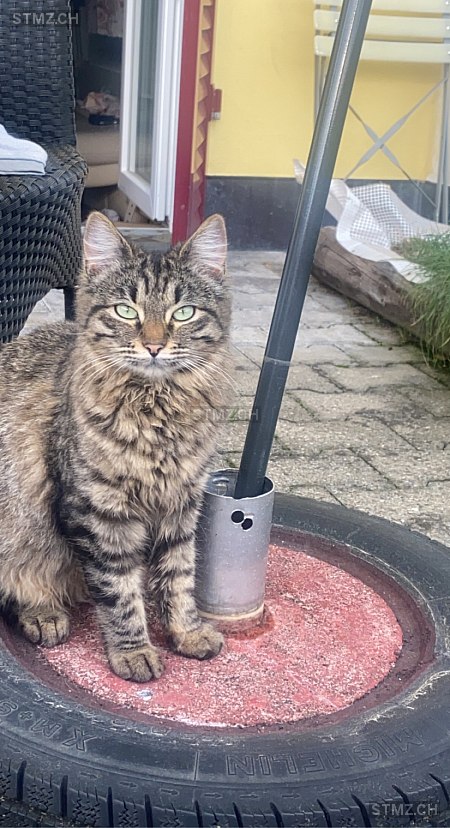 Buschki — Hauskatze ♀, Vermisst seit 14.04.2023, Balsthal (SO)