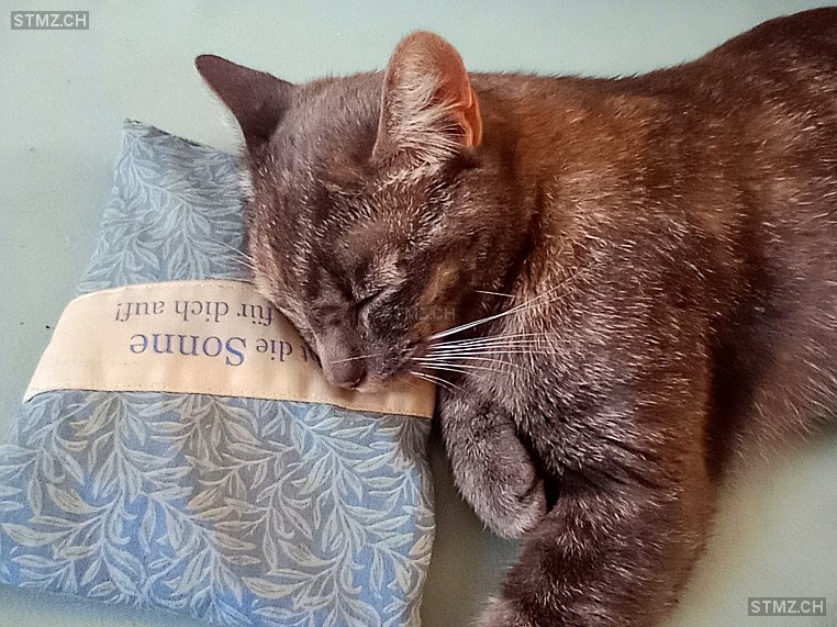 lili — Hauskatze ♀, Vermisst seit 28.04.2023, Trimbach (SO)