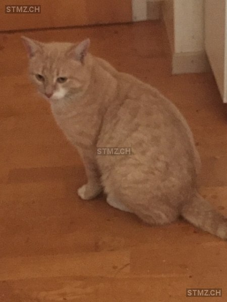 Wülchli — Hauskatze ♂, Vermisst seit 20.04.2023, Weiach (ZH)