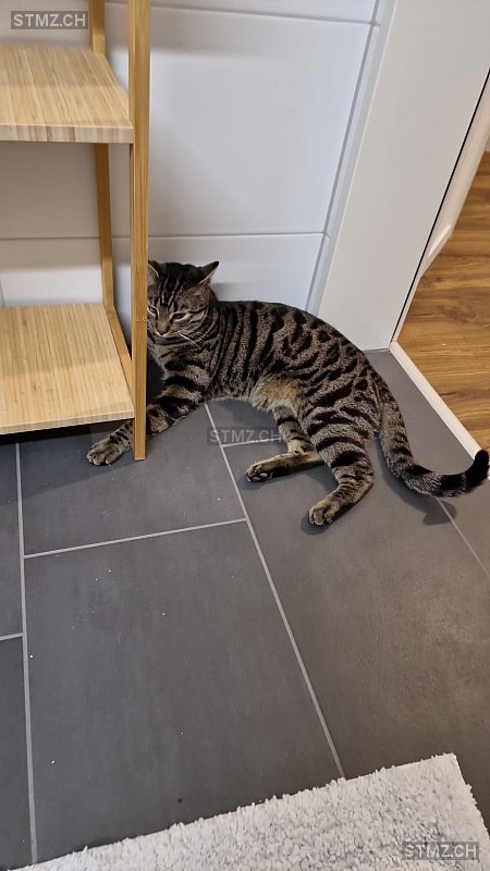 Thor — Hauskatze ♂, Vermisst seit 29.04.2023, Unterägeri (ZG)