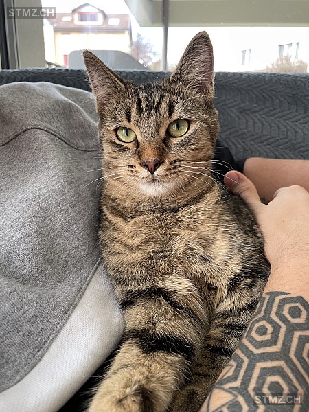 Charlie — Hauskatze ♂, Vermisst seit 03.05.2023, Udligenswil (LU)