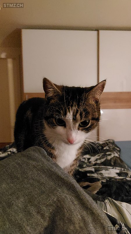 Ellie — Hauskatze ♀, Vermisst seit 02.05.2023, Zürich (ZH)