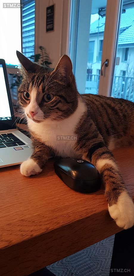 Mikesh — Hauskatze ♂, Vermisst seit 03.05.2023, Weisslingen (ZH)