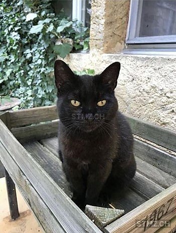 Sokratin — Hauskatze ♀, Vermisst seit 04.05.2023, Ligerz (BE)