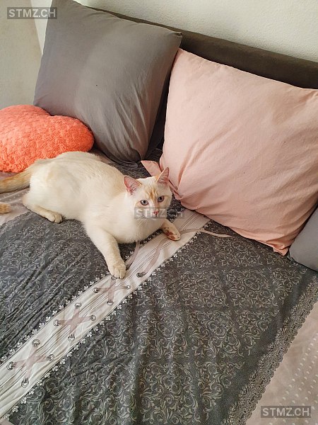 Mr Freeze (Freezie) — Hauskatze ♂, Vermisst seit 30.04.2023, Petit-Lancy (GE)