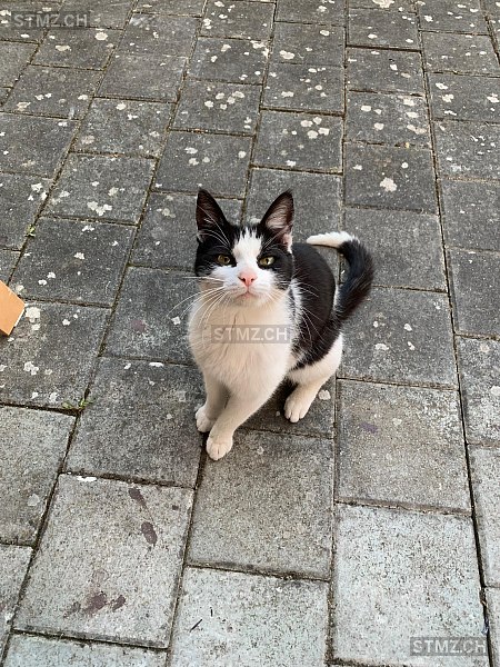 Merlin — Hauskatze ♂, Vermisst seit 30.04.2023, Ramsen (SH)
