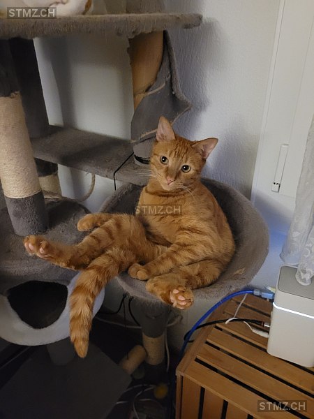 Rocky — Hauskatze ♂, Vermisst seit 09.05.2023, Birr (AG)