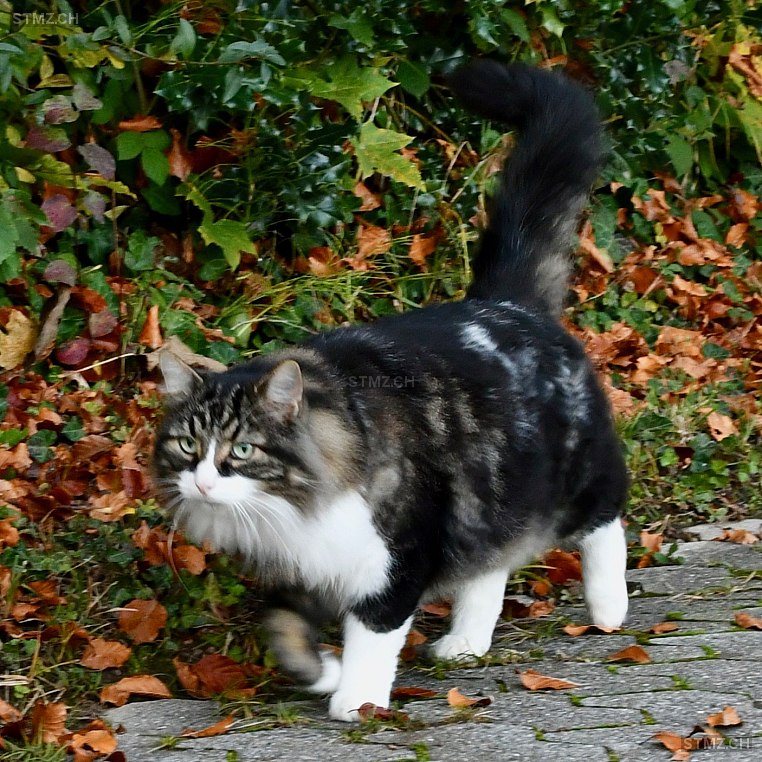 Muggeli — Hauskatze ♂, Vermisst seit 06.05.2023, Richterswil (ZH)