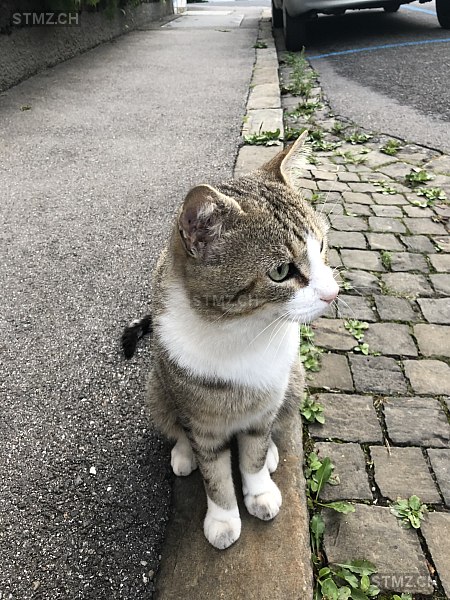 Stiefeli — Hauskatze ♂, Vermisst seit 31.01.2022, Bern (BE)