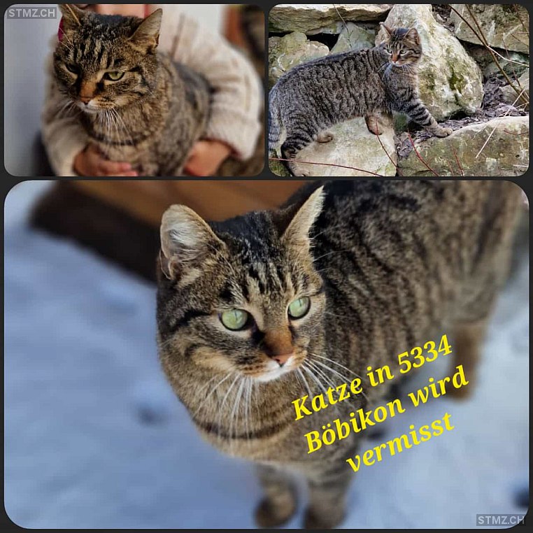 Tiara — Hauskatze ♀, Vermisst seit 06.05.2023, Böbikon (AG)