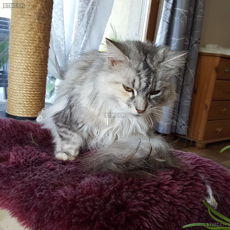 Winnie — Maine Coon ♀, Vermisst seit 05.05.2023, Heitenried (FR)