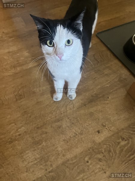 Miyu — Hauskatze ♀, Vermisst seit 12.05.2023, Untervaz (GR)