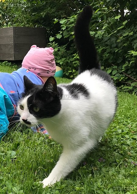 Lilly — Hauskatze ♀, Vermisst seit 07.05.2023, Münchenstein (BL)