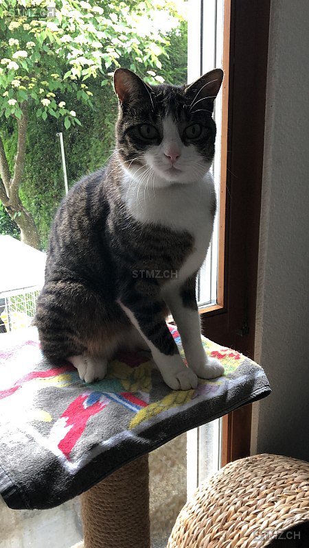 SINA — Hauskatze ♀, Vermisst seit 28.05.2023, Rothenburg (LU)