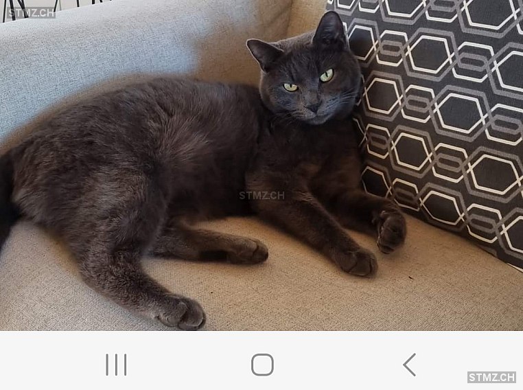 Scotch — Hauskatze ♂, Vermisst seit 31.05.2023, Mézières FR (FR)