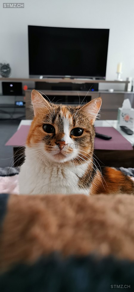 Milou — Katze ♀, Vermisst seit 29.05.2023, Oftringen (AG)