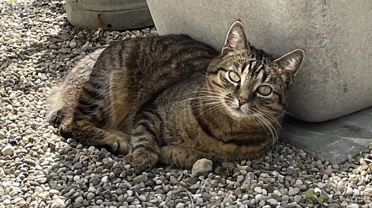 Kaja — Hauskatze ♀, Vermisst seit 02.06.2023, Winterthur (ZH)