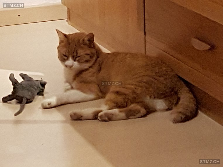 Sherine (Bärli) — Hauskatze ♀, Vermisst seit 04.06.2023, Untersiggenthal (AG)