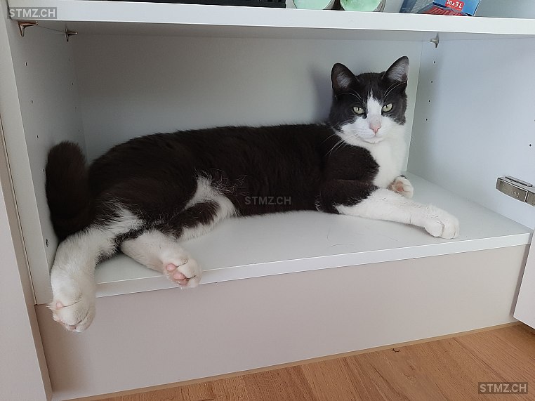 Charlie — Hauskatze ♂, Vermisst seit 30.05.2023, Ernetschwil (SG)