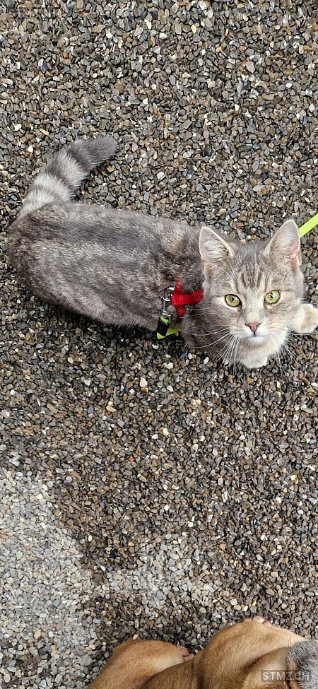 Pepe — Hauskatze ♂, Vermisst seit 04.06.2023, Giswil (OW)