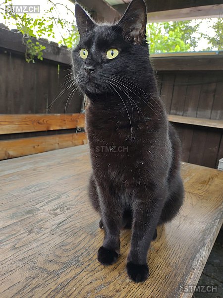 Mau Mau — Hauskatze ♂, Vermisst seit 27.05.2023,  ()