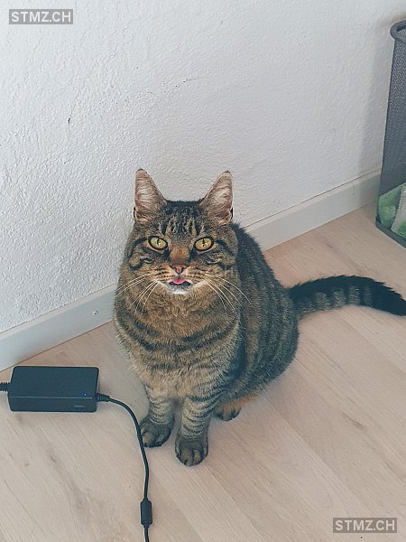 Jacky — Hauskatze ♂, Vermisst seit 04.06.2023, Schänis (SG)