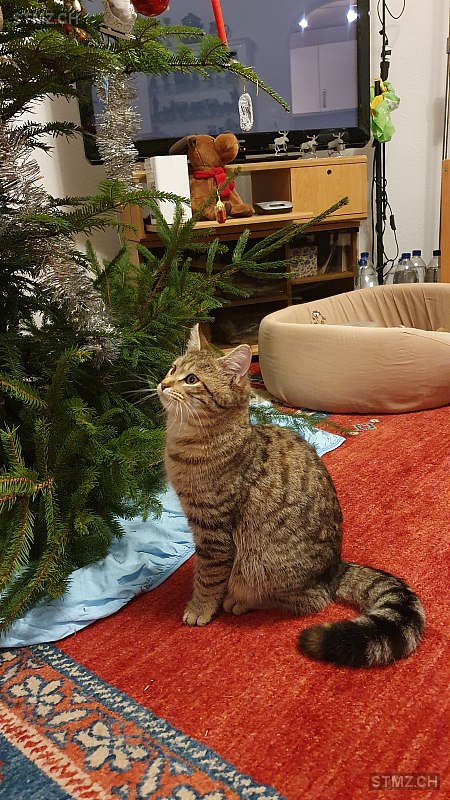 Bisquit — Hauskatze ♀, Vermisst seit 30.05.2023, Brugg AG (AG)