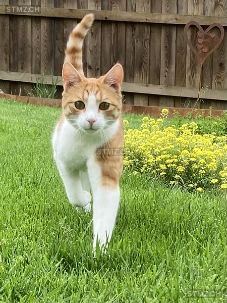 Certo — Hauskatze ♂, Vermisst seit 05.06.2023, Widen (AG)